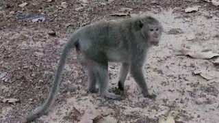 Poorest Duchess monkey today, why she make lose her baby | Monkey Wild