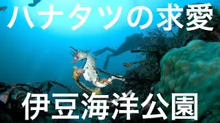 求愛行動中のハナタツカップルがいちゃいちゃ可愛すぎてたまらん伊豆海洋公園！
