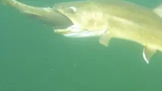 Bull Trout Eats the Pike Minnow off my line