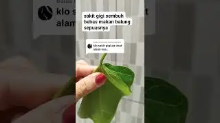 Ternyata getah daun jarak bisa menyembuhkan ini