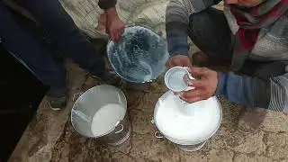 Top Quality Sahiwal gir cross gay sell in Varanasi kashi dairy farm Varanasi up65  mob no.9506227116