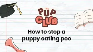 How to Stop Your Puppy Eating Poo: Expert Tips & Tricks