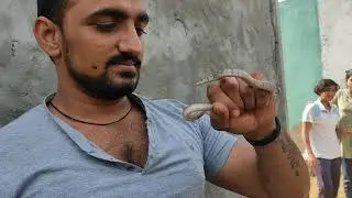easily rescue a common kukri Snake