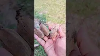 Seemal tree fruit || Cotton tree fruit #shorts #youtubeshorts #shortfeed #tree #ytshorts