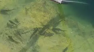 Fish in well . eat algae 🐟🐟🐟🐟