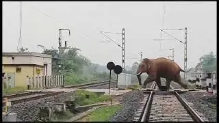 Angry Elephant Break the Railway Gate || Hathi Ne toda Railway Phatak #elephant #animals