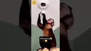বাপরে!এটা কি হলো😬😱#funny #trending #shorts #viral #monkey #youtubeshorts @DipankarMondal-bc6ef
