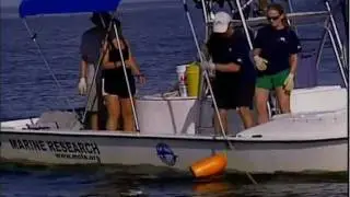 Hammerhead Shark Extinction