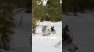 Наш флагманский продукт &mdash; GPS-трекер Dogs! WB арт 162135437 #gpsтрекер #собаки #бордерколли #питомцы