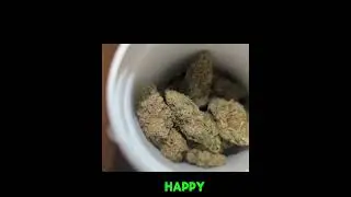 ✨ First Impressions: Stolo Haze