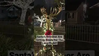 Santa&rsquo;s Reindeer Are Getting Ready For The Long Flight Across The World !!! #shorts