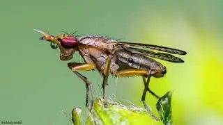 Photos From Big World of Small Creatures. Part 32. Insects, spiders, etc.