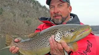 Brown Trout on the Arkansas' White River