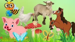 Cute little Farm animal sounds - goat, horse, chicken, sheep, pig - animal sound