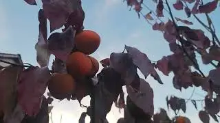 Хурма под условным названием 