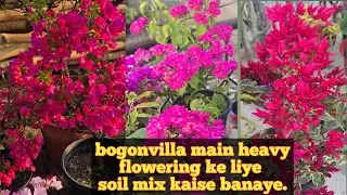 Bogonvilla plant main heavy flowering ke liye soil mix kaise banaye.