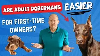 A GREAT Shortcut for First-Time Owners? Get an Adult Doberman!