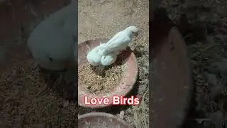 love Birds,