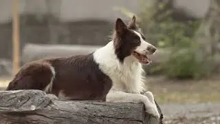 Sad Dog Sitting | Free Stock Footage | No Copyright | Emotional Pet Video---
