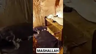 INSIDE OF THE PROPHET MUHAMMAD S.A.W HOUSE