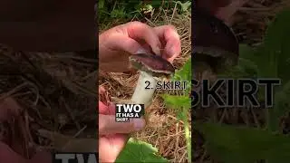 Easy Winecap Mushroom ID | Chris Outdoors Ontario