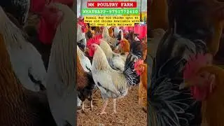 Sonali Chicks for sale #sonalichicks #sonalichicken #chicken #poultry #chicks #farming #roosterfarm