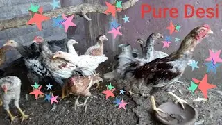Pure Desi Hens| Desi hen chicks | (@HamsaFabrics )|