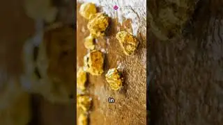 New Discovery:  How Gold Reaches Earth's Surface!