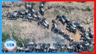 Tourism ministry, KWS, Narok govt tighten Maasai Mara rules after unsafe tourist behavior video
