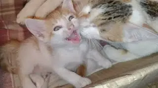 Mother Cat Grooming Her Kittens Forcefully Kittens Don't Want To Be Groomed