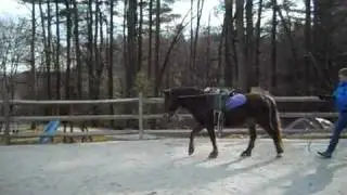 Pony's first time ground driving in Dr. Cook's bitless bridle part 1