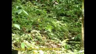 Hornbill Rubber Tapping Knife (Advance Q)