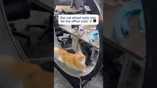 Office cats are a great way to raise your employees' productivity ✨ (available in business pricing)