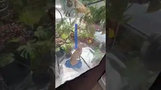 just a girl with her plants. #weimaraner #dogs #plants #indoorgreenhouse #fyp