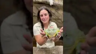 Pixie Frog 🐸 are pretty crazy looking and have big appetites !