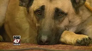 Lawmakers to Introduce Service Dog Legislation