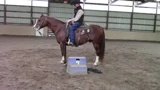 Bridling, Mounting, and Riding Posture with Dennis Cappel