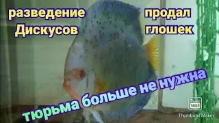 Как сохранить малька Дискусов при драках #fish #aquarium #discus #аквариум #аквариумныерыбки #рыбки