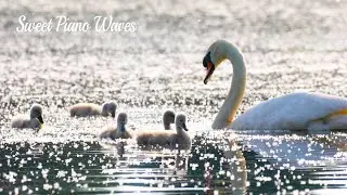 Relaxing Piano Music - Soothing Music For Stress Relief, Calming Relaxation Music to Sleep