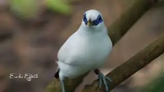 Bird Paradise Singapore | The Bali myna (Leucopsar rothschildi) | Ermiko