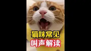猫咪常见叫声解读，快来看你家猫想表达什么～ #新手养猫 #养猫经验分享 #科学养宠攻略 #养猫知识 #猫咪