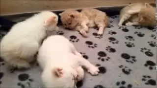 5 Perserkatzen Babys
