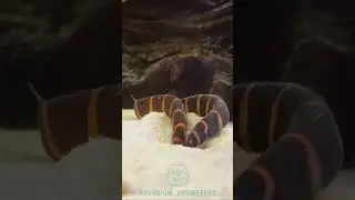 geflecktes Dornauge | aquarium_knowledge