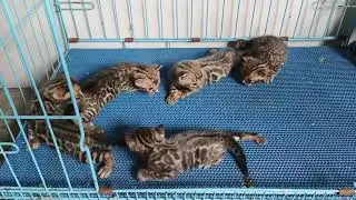 Anak anak kucing bengal belajar jalan.lucu2 dan bagus2. #cat #kitten #bengal #kucing #kucinglucu 