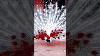 Red and white peacock opening feather |🦚#viral #shorts #peacock #animals #dance