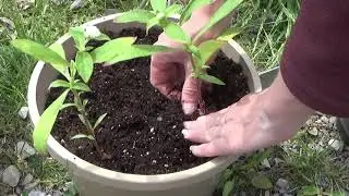 Transplanting Audray White Gomphrena Plants To A Planter, How To Care For Gomphrena