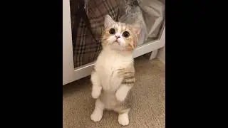 cat age equivalent to human #cutecat #petlover #shorts