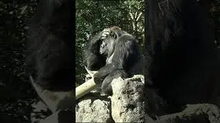 手で日差し🌞をさえぎるモモコ　ゴリラ　【上野動物園】