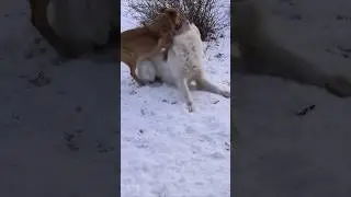 rhodesian ridgeback atakuje owczarka podhalańskiego