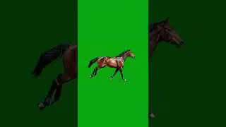 Horse Running Green Screen Effect #horse #animals #wildanimals #chromakey #running #shorts